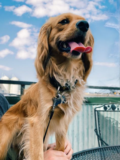 Mini Golden (cavalier king charles spaniel and golden retriever) in New Orleans Golden Retriever Cavalier King Charles, Golden Cavalier, Mini Golden Retriever, Cavalier Spaniel, Golden Retriever Mix, Cavalier King, Charles Spaniel, Cavalier King Charles Spaniel, Cavalier King Charles