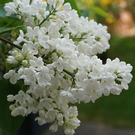 View full size image White Lilac Tree, White Lilacs, Lilac Tree, Attracting Bees, Moon Garden, White Gardens, White Summer, Summer Garden, Dream Garden