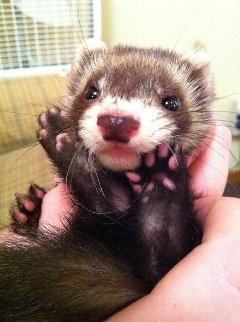 Cute sable ferret Baby Ferrets, Funny Ferrets, A Ferret, Cutest Pets, Pet Ferret, Cute Ferrets, Cute Small Animals, Super Cute Animals, Cute Animals Images