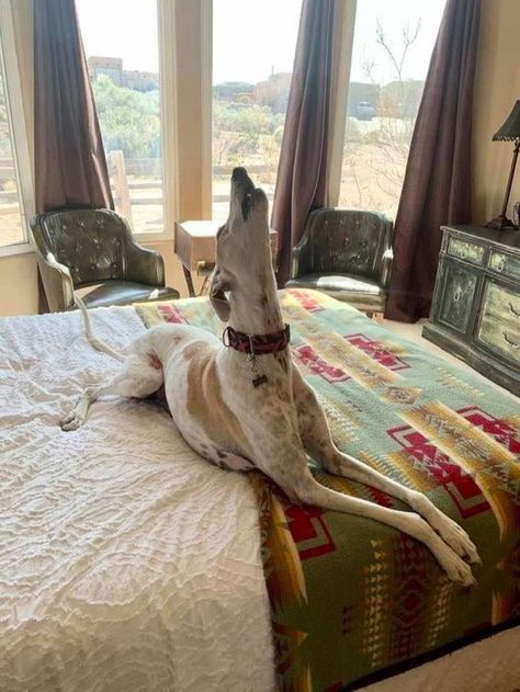 Greyhound Dog Rescue, Borzoi Aesthetic, Saluki Dogs, Greyhound Pictures, Greyhound Adoption, Rare Dog Breeds, Greyhound Art, Rare Dogs, Whippet Dog