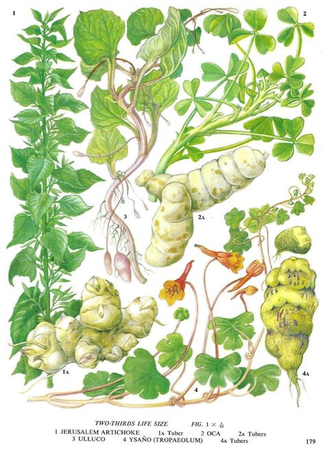 Vintage Vegetable Print Jerusalem Artichoke, Oca, Ulluco, Ysano Tropaeolum, Unframed Botanical Food Print, Kitchen Décor, Vintage Book Page Artichoke Kitchen, Illustration Botanique Vintage, Kitchen Artwork, Vegetable Prints, Nature Vintage, Root Vegetable, Botanical Illustration Vintage, Illustration Botanique, Botanical Illustrations