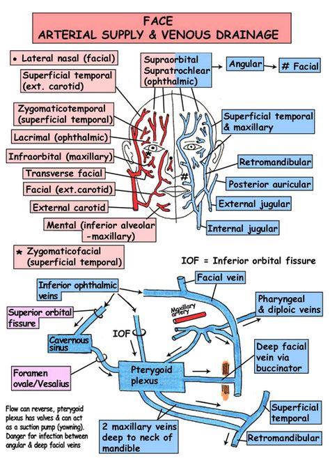 InstantAnatomy.com - Great Website, Great Study Tool,  Very Good Illustrations. Anatomy Of The Body, Muscles Of Facial Expression, Neck Anatomy, Gross Anatomy, Dental Hygiene School, Dental Anatomy, Medical Student Study, Nursing School Survival, Medical School Studying