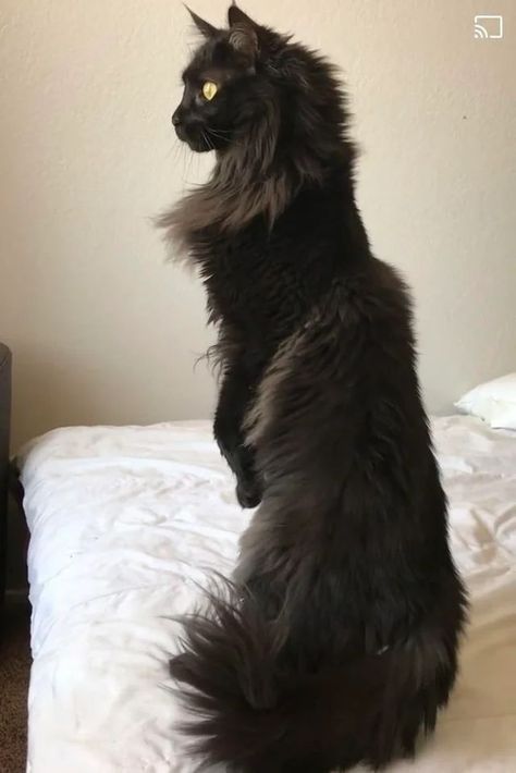 Things To Know About Black Maine Coon | Cat Tips & Cat Facts Cats Standing Up, Cat Standing Up, Cat Person Drawing, Black Mainecoon Cat, Mancoon Cats, Maine Cooney Cats, Maine Coone, Fluffy Black Cat, Mainecoon Cat