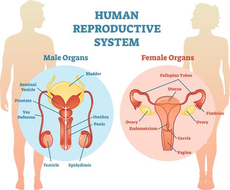 Reproductive System Project, Human Reproductive System, Female Reproductive System Anatomy, Basic Anatomy And Physiology, Female Reproductive System, Health Class, Human Body Anatomy, Fallopian Tubes, Biology Notes