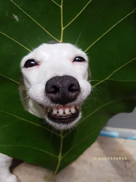 Wholesome Dog, Dog Tumblr, Funny Dog Faces, Dog Faces, Ugly Dogs, Goofy Dog, Dog Sounds, Photos Funny, Funny Dog Photos