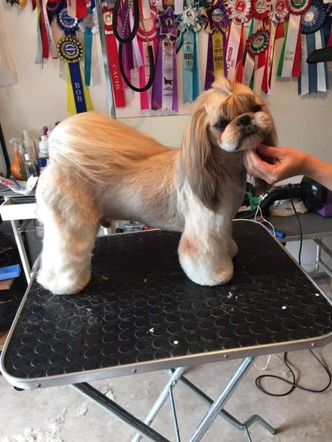 Asian Fusion Shih Tzu, Imperial Shih Tzu Haircuts, Rain Hairstyles, Shitzu Dogs Haircuts, Shih Tzu Hair Styles, Dog Grooming Shih Tzu, Dog Hair Dye, Imperial Shih Tzu, Puppy Haircut