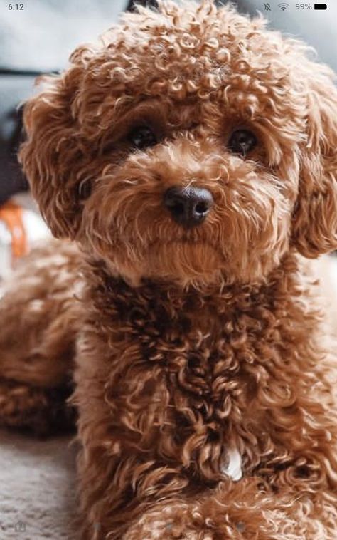 Teddy Bear Poodle Haircut, Teddy Bear Cut Poodle, Toy Poodle Haircut Teddy Bears, Toy Poodle Puppy Cut, Poodle Teddy Bear Cut, Poodle Puppy Cut, Lace Vans, Toy Poodle Haircut, Teddy Bear Poodle