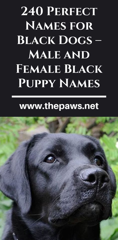 Find the best pet name by browsing our list of Black Dogs – Male and Female Black Puppy Names #blackdognames #maledognames #femaledognames #puppynames #puppy Male Dog Names List, Male Dog Names Unique, Long Fluffy Hair, Puppy Names Unique, Puppies Names Female, Dogs Names List, Black Dog Names, Black Lab Names, Labrador Names