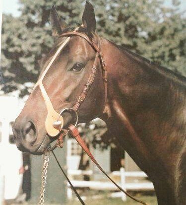 Seattle Slew, Secretariat Horse, Famous Horses, Thoroughbred Racehorse, American Pharoah, Thoroughbred Horse Racing, Race Horse, Sport Of Kings, Honor Roll