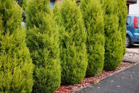 Cupressus macrocarpa 'Lemon Scented' Conifer 3 Cupressus Macrocarpa, Lemon Cypress, Diy Concrete Patio, Monterey Cypress, Conifers Garden, Evergreen Hedge, Lemon Trees, Hedging Plants, Concrete Patio