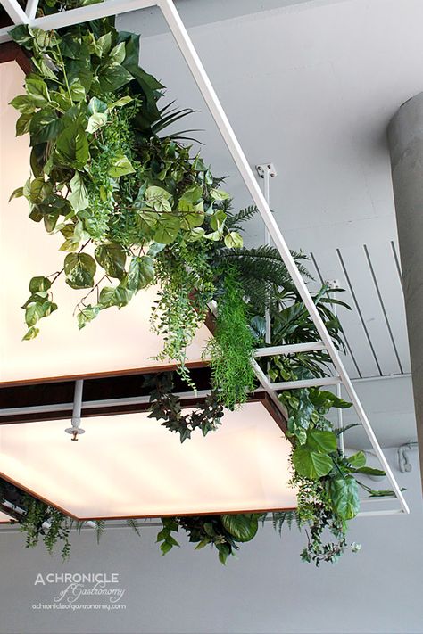 Bawa Cafe | Hawthorn | A Chronicle of Gastronomy | Melbourne Food Blog Green Workspace, Wall Plants Indoor, Plants Interior, Café Design, Interior Ceiling, Interior Wall Lights, Interior Ceiling Design, Trendy Plants, Hanging Plants Indoor