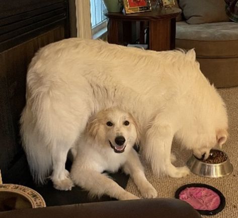 Great Pyrenees Blue Roan Horse, Roan Horse, Great Pyrenees Dog, Blue Roan, Ragdoll Cats, Basset Hounds, Great Pyrenees, Ragdoll Cat, Pyrenees