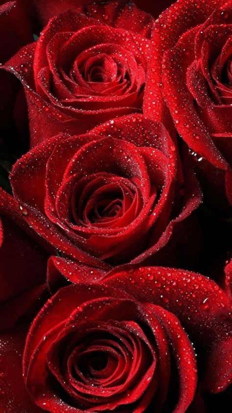 Wallpaper Mawar, Kunstjournal Inspiration, Iphone 6 Plus Wallpaper, Red Aesthetic Grunge, Photo Rose, Red Roses Wallpaper, Rose Belle, As Wallpaper, Iphone 6 Wallpaper