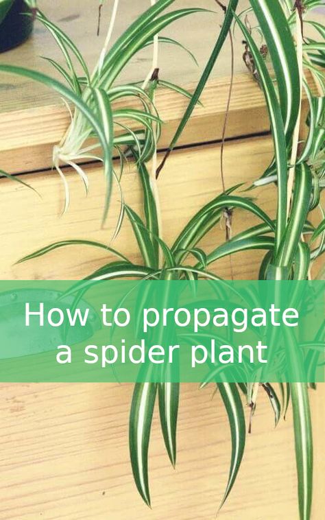 Propagating Spider Plants Water, Care For Spider Plant, How To Propagate Spider Plant, Propagating Spider Plants Baby, Propagate Plants, How To Care For Spider Plants, Spider Plants Indoor, Propagating Spider Plants, How To Propagate Spider Plants