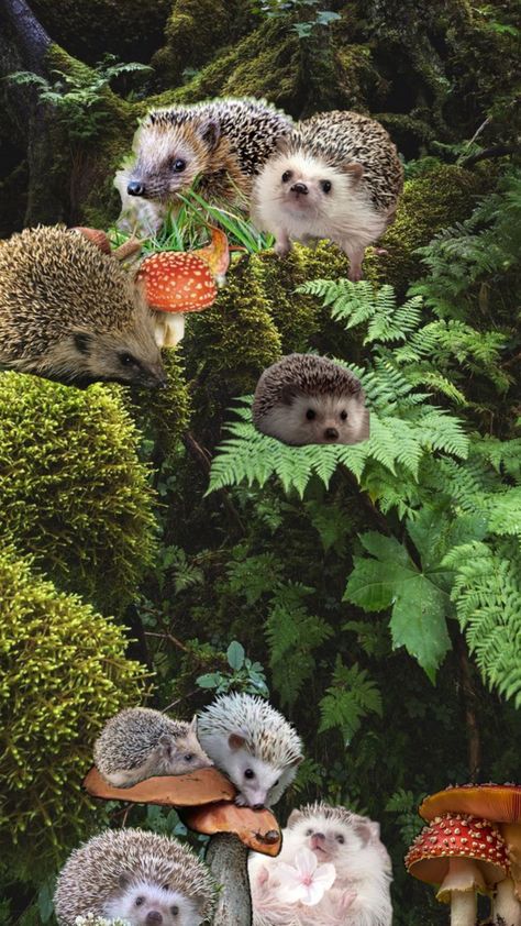 Hedgehog Forest Aesthetic background cute hedgehog collage cottagecore wallpaper Forest Aesthetic Background, Hedgehog Collage, Hedgehog Background, Hedgehog Aesthetic, Hedgehog Wallpaper, Cottagecore Wallpaper, Weird Core, Forest Aesthetic, Background Cute