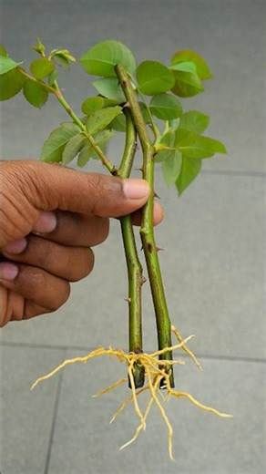 Starting Roses From Cuttings, How To Grow Roses From Cuttings, Rose Planting Ideas How To Grow, Rose Planting Ideas, Growing Roses From Cuttings, Grow Roses From Cuttings, Growing Roses From Seeds, Rose Cultivation, Roses From Cuttings