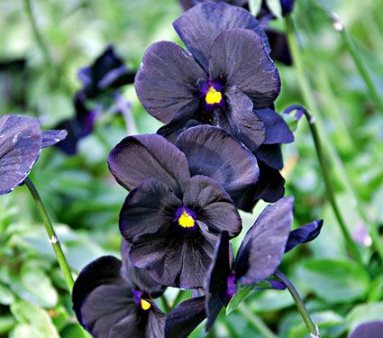 Viola 'Black Magic' Common Name: Violet-Tufted