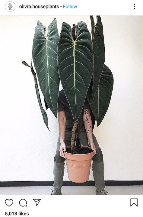 Big Indoor Plants, Philodendron Melanochrysum, Plant Goals, Big Plants, House Plants Decor, House Plants Indoor, Pretty Plants, Large Plants, Exotic Plants