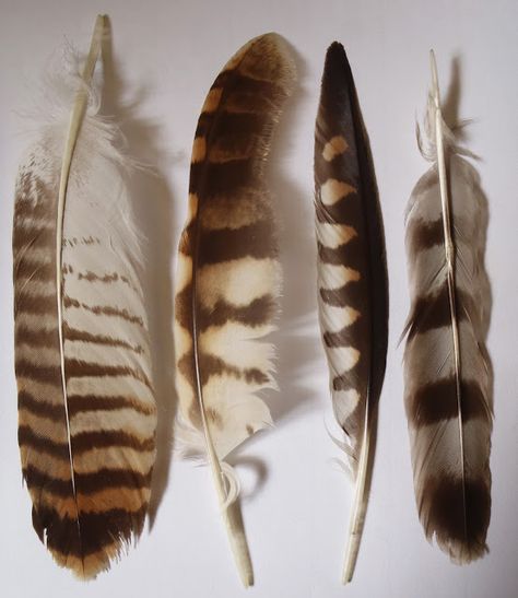 L-R Buzzard tail feather, Tawny owl primary wing, kestrel primary and sparrowhawk tail. Tattoos Anchor, Feather Tattoo Black, Dandelion Tattoos, Feather Identification, Tattoos Placement, Feather Magic, Tattoos Owl, Black And Gray Tattoos, Placement Tattoo