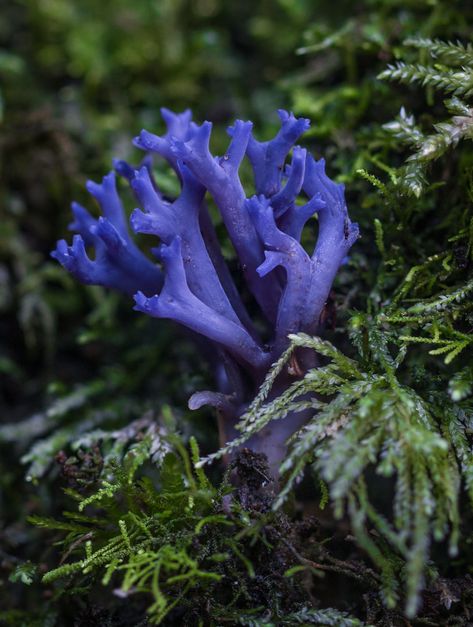 Ramariopsis pulchella | Charlie Price | Flickr April Colors, Clay Mushroom, Slime Mould, Mushroom Fungi, Vascular Plant, Cool Plants, The Forest, Home Remedies, Stuffed Mushrooms