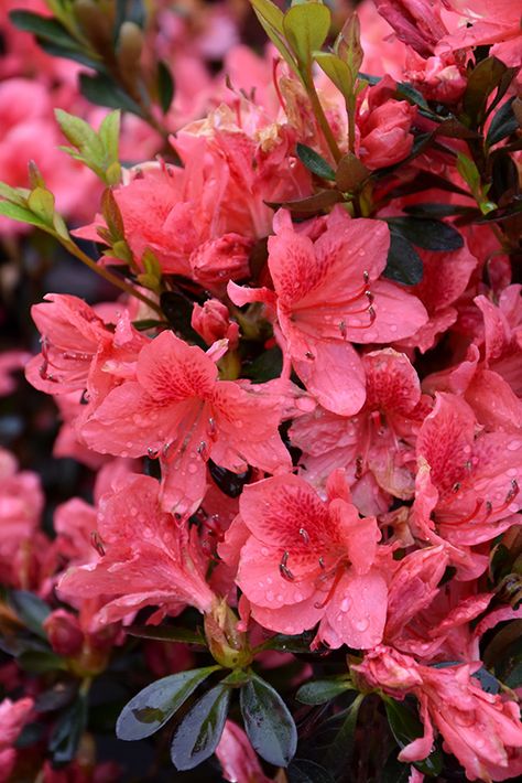 Fashion Azalea (Rhododendron 'Fashion') at Oakland Nurseries Inc Azaleas Care, Azalea Shrub, Azalea Flower, Flowering Bushes, Diy Garden Fountains, Fall Bulbs, Organic Soil, Red And Purple, Most Beautiful Flowers