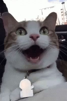 Woah Thrilled GIF - Woah Thrilled Cat - Discover & Share GIFs Happy Cat Gif, Cat Toilet Training, Cat Toilet, Cat Boarding, Meme Faces, Funny Cat Videos, Happy Cat, Silly Cats, Cat Gif