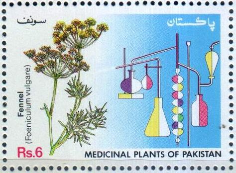 Rare Stamps, World Stamps, Stamp Printing, Post Stamp, Postal Stamps, Medicinal Plants, Fennel, Horticulture, Health Issues