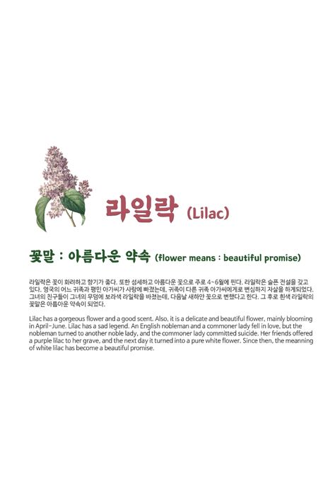 Lilac has a gorgeous flower and a good scent. Also, it is a delicate and beautiful flower, mainly blooming in April-June. flower means : beautiful promise Lilac Flower Meaning, Lilac Meaning, Flower Definitions, June Flower, Flower Language, Paint Flowers, Korean Alphabet, Flower Meanings, Small Book