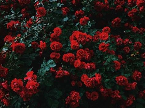 Wallpaper Iphone Roses, 1024 X 576, 1366x768 Wallpaper, Hd Flower Wallpaper, Red Roses Wallpaper, Aesthetic Roses, Rose Background, Rosé Aesthetic, Mac Wallpaper