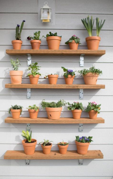 Plant Wall Diy, Redmond Washington, Garden Rack, Outdoor Shelves, Rainforest Plants, Easy Gardening, Garden Shelves, Herb Pots, Foose