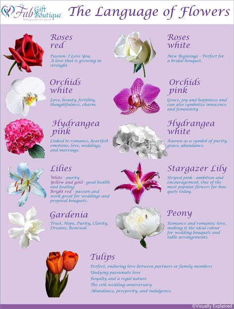 Orchids Meaning, Greenery Names, Flower With Meaning, Orchid Flower Aesthetic, Flowers Meanings, Flowers Language, Orchid Meaning, Plant Symbolism, Tulips Meaning