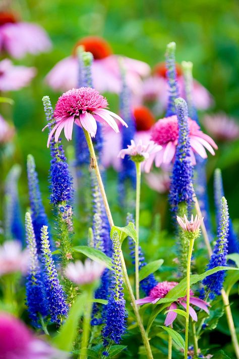 The Grass, Purple And White, Green Grass, Perennials, Purple, Flowers, Green, Pink, White