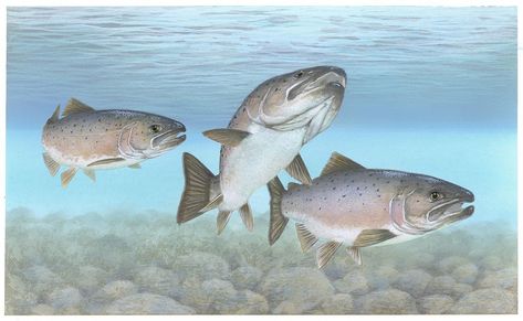 Image title: Atlantic salmon Atlantic fish Image from Public domain images website Timothy Knepp, U.S. Fish and Wildlife Service Alaska Salmon Fishing, Fish To Eat, Alaska Highway, Alaska Fishing, Homestead Farm, King Salmon, Dungeness Crab, Sockeye Salmon, Gray Whale