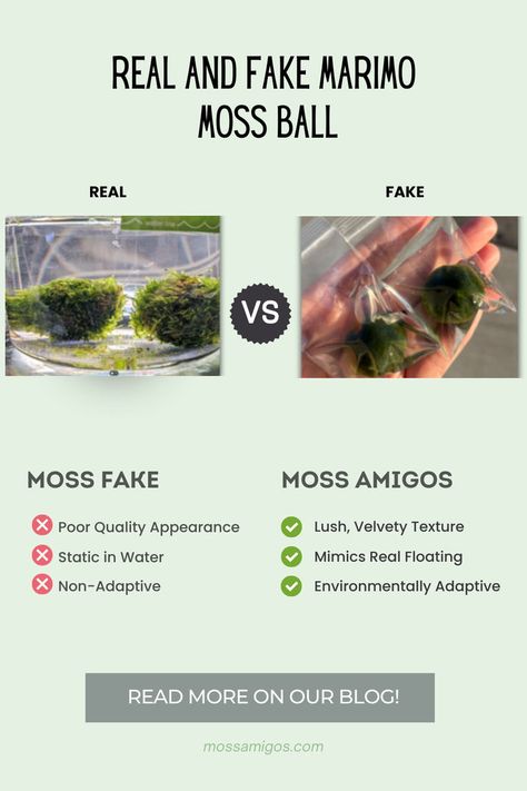 With the rise of fake Marimo Moss Balls on the market, it’s important to know what you’re really buying. In this guide, learn how to distinguish between real and fake Moss Amigos so you can ensure you're getting an authentic, high-quality pet plant. Knowing the difference will help you avoid disappointment and allow you to enjoy your genuine Moss Amigo for years to come. Fake Moss, Marimo Moss, Marimo Moss Ball, Moss Ball, Moss Balls, The Rise, Lush, Pet, Canning