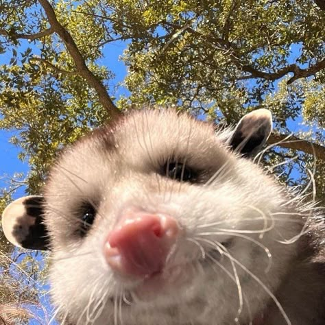 Opossum Profile Picture, Opposum Aesthetic, Possum Profile Picture, Possum Aesthetic Grunge, Goofy Possum, Opposum Fursona, Possums Cute, Cute Opposum, Possum Pfp