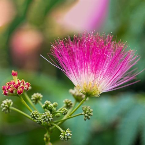 Persian silk tree (Albizia julibrissin). Albizia julibrissin, colloquially known as persian silk tree, is a deciduous plant with characteristic pink, fuzzy inflorescences. Persian silk tree is mainly cultivated for decorative purposes. Its flowers have a mild, sweet smell and are often visited by butterflies, bees and hummingbirds. Persian Silk Tree, Albizia Julibrissin, Silk Tree, Tree Seeds, Sweet Smell, Bulb Flowers, Farm Gardens, Bonsai Tree, Flower Images