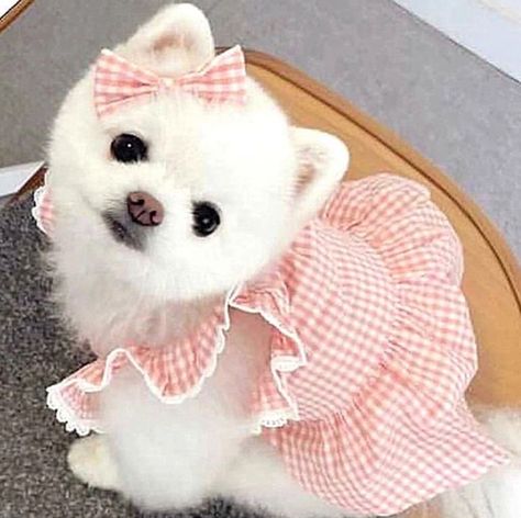 Cute Dog Clothes, Really Cute Dogs, Pet Dress, Bubble Dress, Dog Sweatshirt, Winter Dog, Pink Dog, Dog Dresses, Diy Dog Stuff