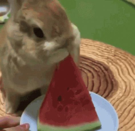 Bunnies Cute GIF - Bunnies Cute Eating Watermelon - Discover & Share GIFs Eating Gif, Bunnies Cute, Tenor Gif, Rabbit Gif, Eating Watermelon, Cute Bunny Pictures, Bunny Pictures, Love Kiss, Cute Creatures