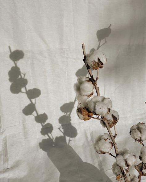 Detail Aesthetic, Cotton Aesthetic, Dried Foliage, Cotton Pictures, Details Aesthetic, Floral Styling, Cotton Plant, Cotton Flower, Neutral Aesthetic