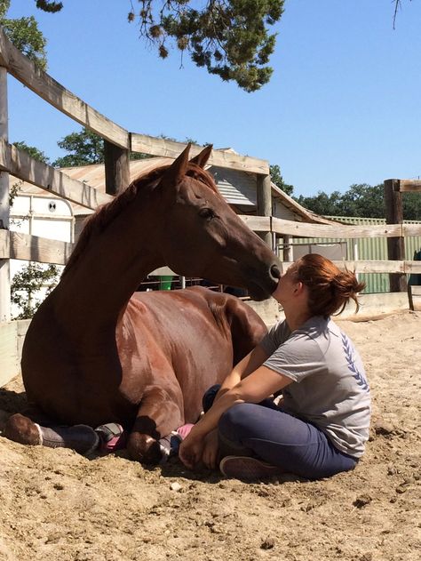 Horse Behavior, Warmblood Horses, Show Jumping Horses, Horse And Human, Cute Horse Pictures, Equestrian Girls, Horse Trainer, Horseback Rider, Chestnut Horse