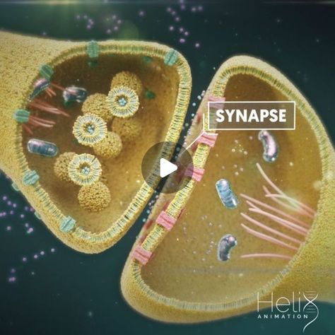 59K views · 9.8K likes | Helix Animation on Instagram: "Did you know that the human brain contain approximately 100 billion microscopic cells called neurons? - about the same as the number of stars in the Milky Way galaxy.  #helixanimation team proudly presents this #educational 3D animation of a synapses, which was created for our client @nesaworldofficial - an innovative technology company specialized in health and sports devices.  Thrilled bringing their innovative product and the science behind, on screen: from development of their vision into a comprehensive creative concept, to a complete 3D production, and final editing of various versions in three different languages.  Synapses are essential to neuronal function. If #neurons are #cells that are specialized to pass signals to indivi Synapse Neurons, Cell Animation, Microscopic Cells, The Milky Way Galaxy, The Human Brain, Creative Concept, Milky Way Galaxy, Technology Company, The Milky Way