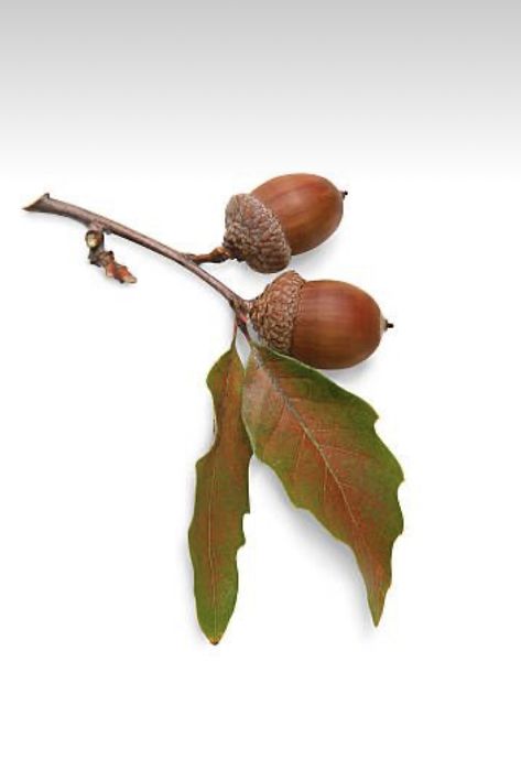 Oak Leaves And Acorns Drawing, Acorn Pictures, Acorn Drawing, Acorn Decor, Pattern Photoshop, Christmas Food Photography, Acorn Decorations, Tattoo Apprenticeship, Leaf Images