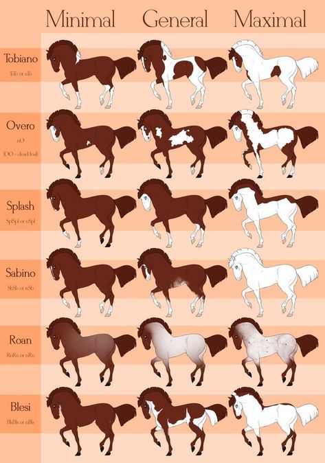 Horse Color Chart, Different Horse Breeds, Horse Markings, Horse Coat Colors, Horse Facts, Horse Riding Tips, Horse Anatomy, Funny Horses, Horse Pattern