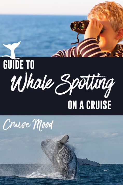 🐋 On your next cruise, spot some of the world's most majestic creatures in their natural habitat and create unforgettable memories. Our blog post covers all the tips and tricks for whale watching during your cruise, including the best spots to go and the prime times to catch a glimpse of these incredible creatures. 🌊🛳️ #cruiselife #whalewatching #naturelovers #onceinalifetime #travelgoals Cruise Fashion, Majestic Creatures, Alaskan Cruise, Holland America, Incredible Creatures, Up Close And Personal, Just Imagine, Alaska Cruise, Cruise Tips