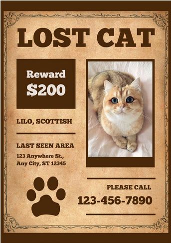 Brown Vintage Missing Cat Poster Canva Template Missing Cat Poster Template, Cat Poster Design, Lost Cat Poster, Missing Cat Poster, Pet Announcement, Contest Poster, Cat Poster, Lost Cat, Lost Pets