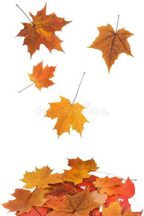 Falling Maple Leaves, Leaves Cartoon, Leaves Falling, Leaves Background, Falling Leaves, Maple Leaves, Door Decoration, Background White, Social Media Design Graphics