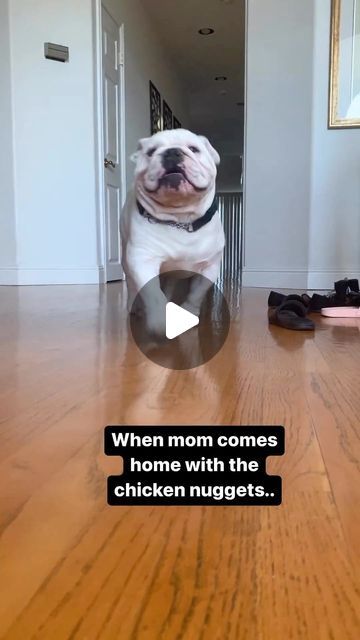 English Bulldog 👑 on Instagram: "Common mom W  @bellieofthebeast  - For a chance to be featured, please follow us 👉 @english.bulldog - Credit:  @bellieofthebeast  - Tag a friend who need to see this adorable puppy in a comment below👇 ———————————————— Follow @english.bulldog Follow @english.bulldog Follow @english.bulldog ———————————————— . . . . #englishbulldog #englishbulldogpuppy #englishbulldogsofig #englishbulldogs #englishbulldoglover #englishbulldoglovers #englishbulldoglife #englishbulldogsofinstagram #englishbulldogpuppies #englishbulldogofinstagram #englishbulldogcommunity #englishbulldogmomments #englishbulldoglove #englishbulldogofig #englishbulldog_feature #englishbulldogsworldwide #englishbulldogs_worldwide #bulldoglove #bulldoglife #bulldogdays #bulldogsofig #bulldogofig # English Bulldog Funny, Bulldog Funny, English Bulldog Puppies, Adorable Puppy, English Bulldog Puppy, Bulldog Lover, English Bull, Bulldog Puppies, Tag A Friend