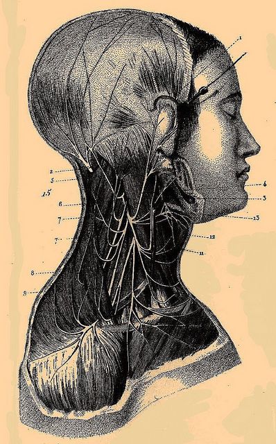 From the Brockhaus and Efron Encyclopedic Dictionary by Double--M, via Flickr Medical Sketches, Victorian Graphics, Victorian Medical Illustration, Vintage Human Anatomy Illustration, Anatomy Old Illustration, Historical Medical Illustrations, Vintage Brain Anatomy, Anatomy Shirts, Head Anatomy