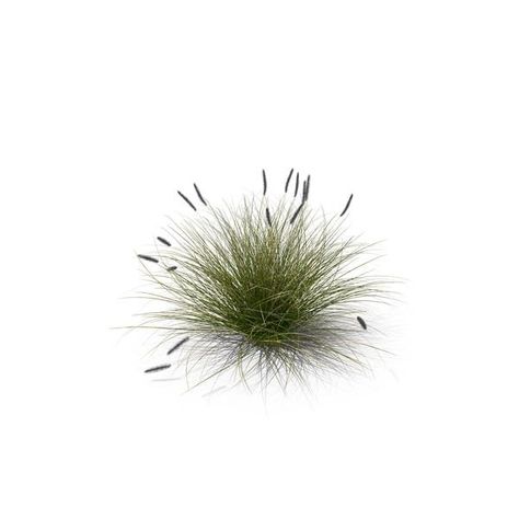 Foxtail Fountain Grass by PixelSquid360 Fountain Grass, 3d Modelling, Dandelion, Architecture, Plants, Flowers