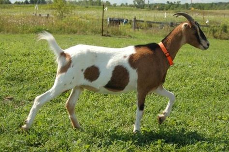 Click this image to show the full-size version. Goat Reference, Goat Pics, Lamancha Goat, Goat Images, Goat Pictures, Goat Picture, Goat Pen, Bear Fishing, Goat Barn